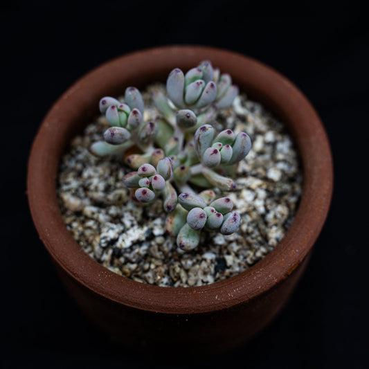 Graptopetalum pachyphyllum - cactusandes