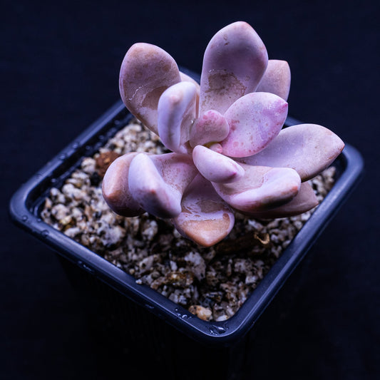 Graptopetalum sp. - cactusandes