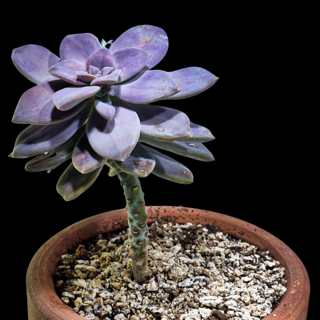 Graptopetalum superbum - cactusandes