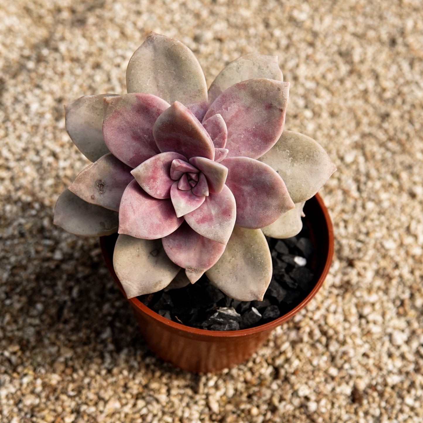 Graptopetalum superbum - cactusandes