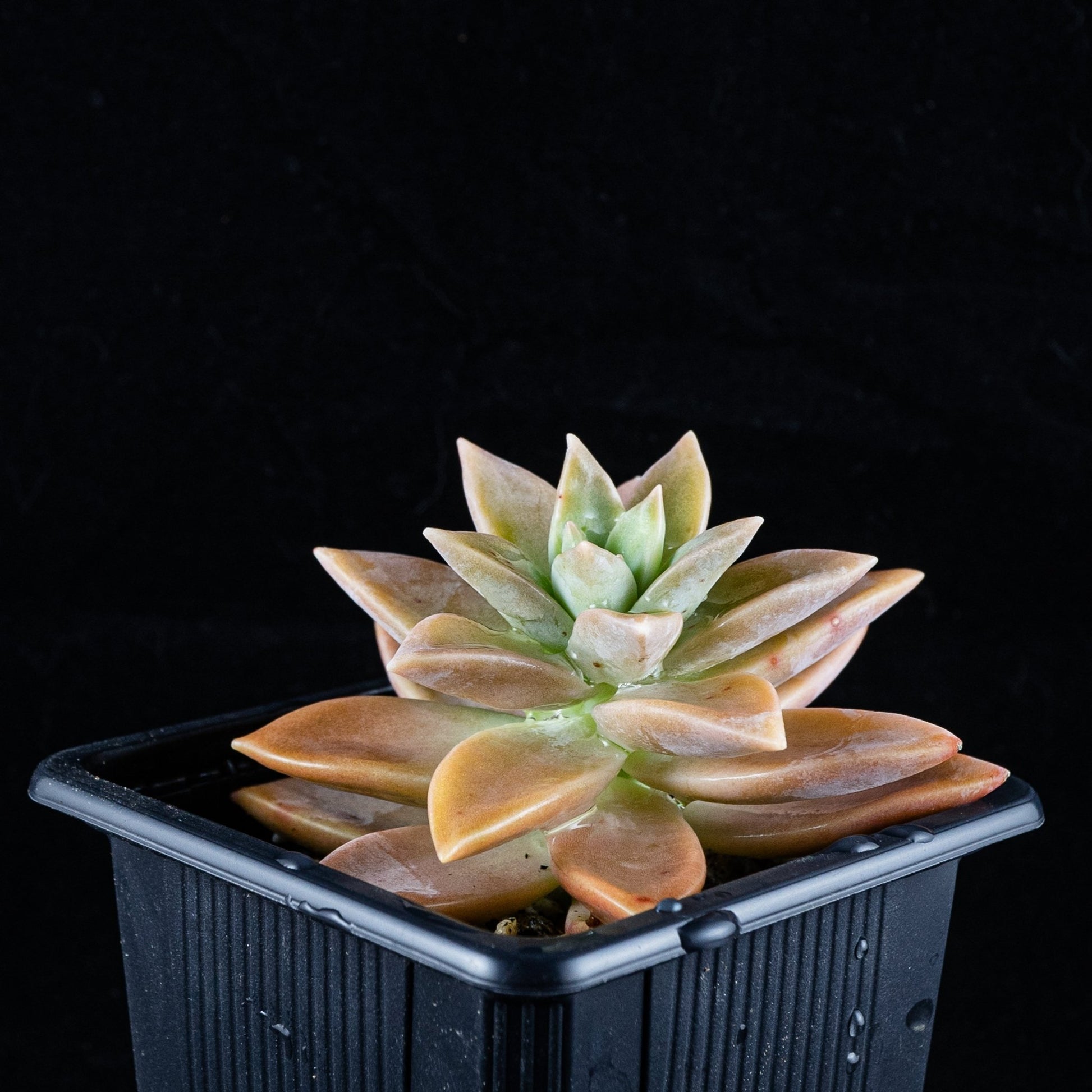 Graptosedum "California Sunset" - cactusandes