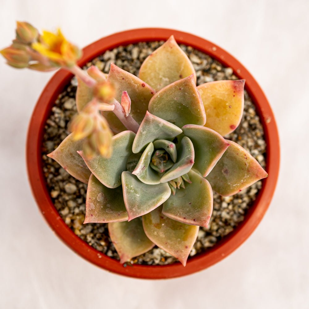 Graptoveria cubanit - cactusandes