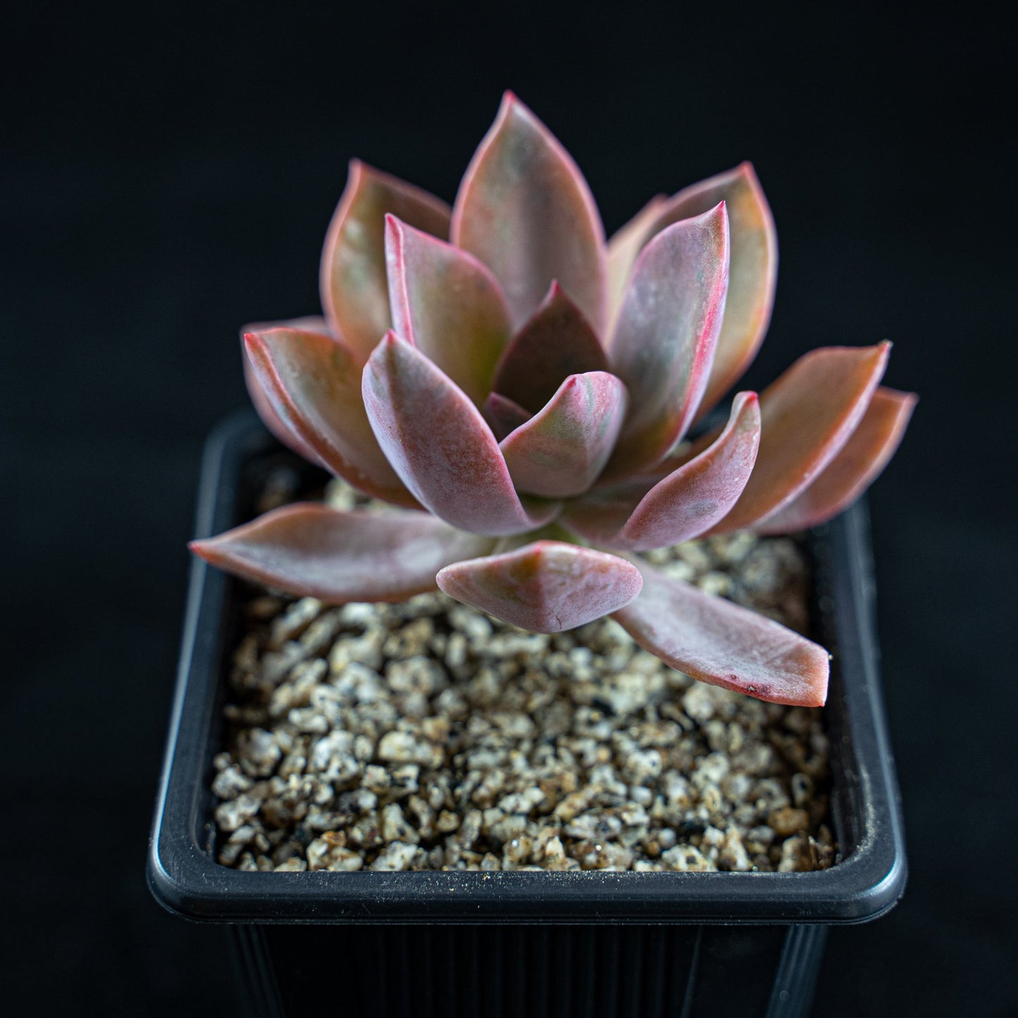 Graptoveria "Douglas Hut" - cactusandes