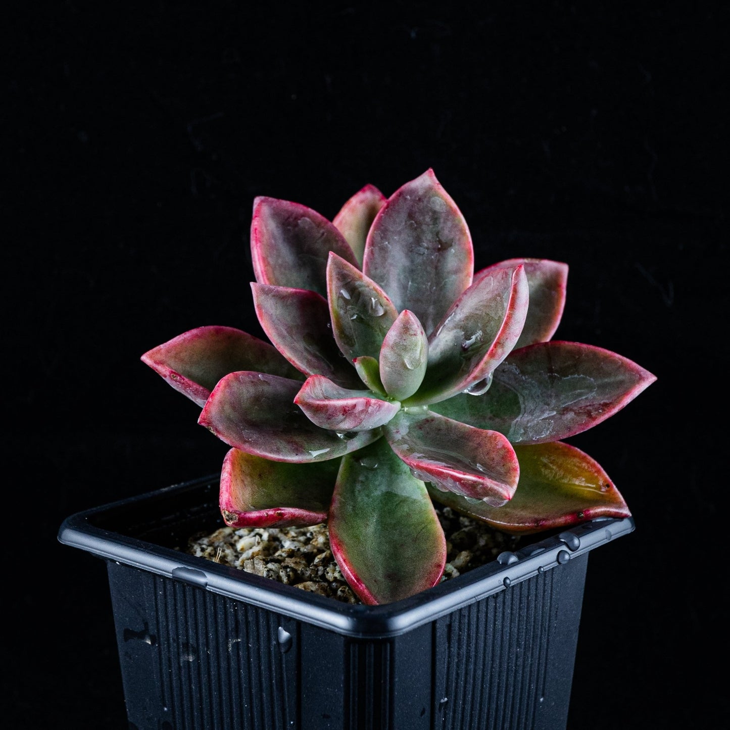 Graptoveria "Fénix" - cactusandes