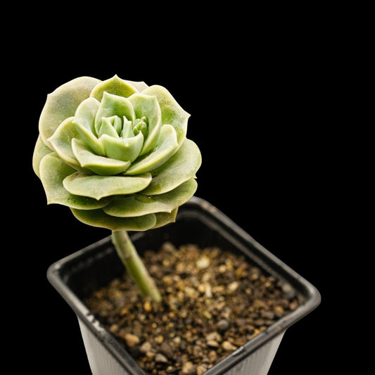 Graptoveria 'Lovely Rose' - cactusandes