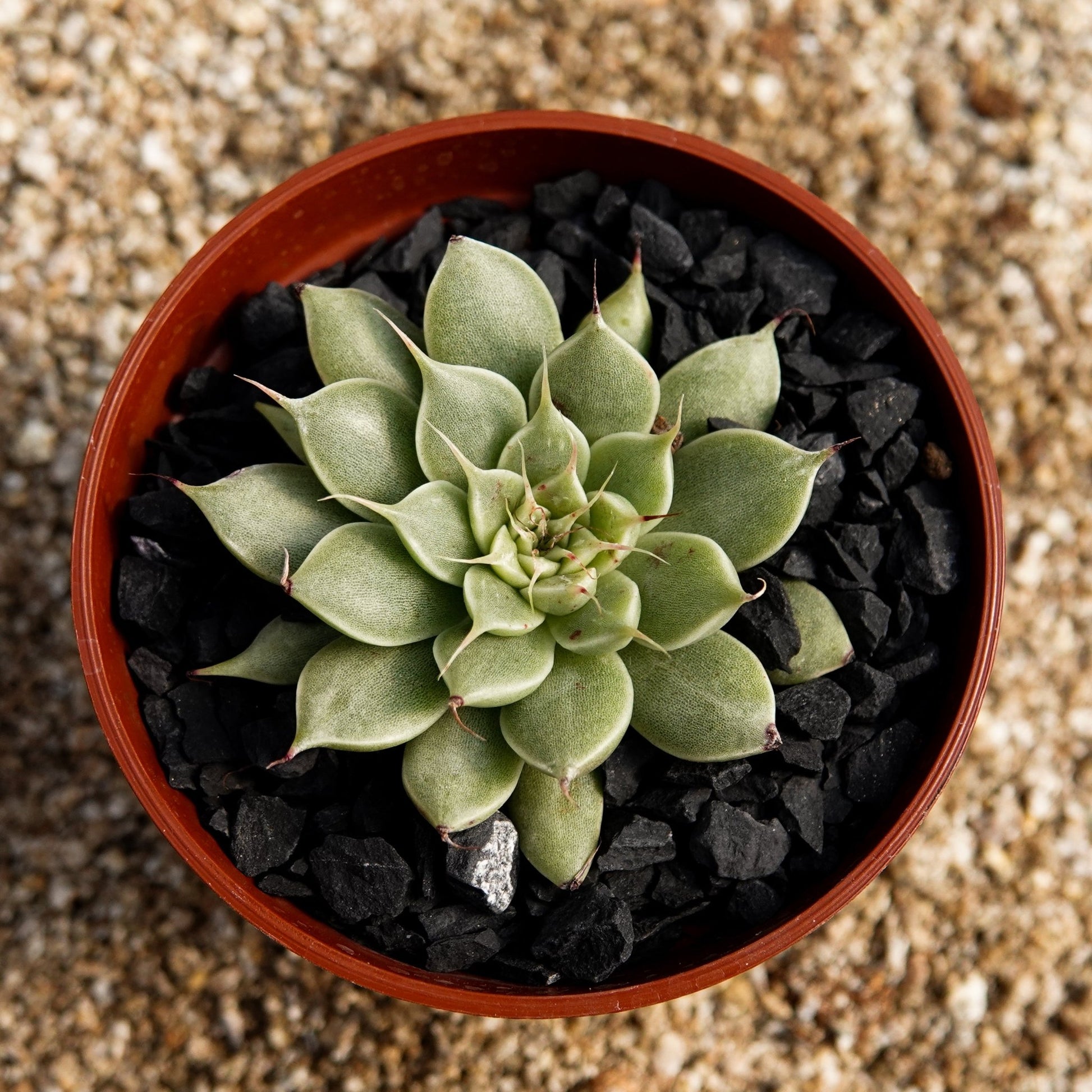 Graptoveria "Silver Star" - cactusandes