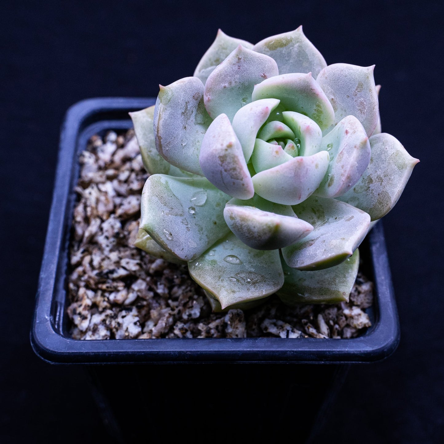 Graptoveria titubans - cactusandes