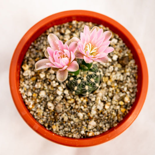 Gymnocalycium bruchii - cactusandes