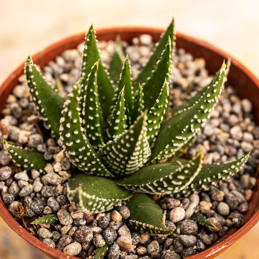 Haworthia attenuata Tipo 2 - cactusandes