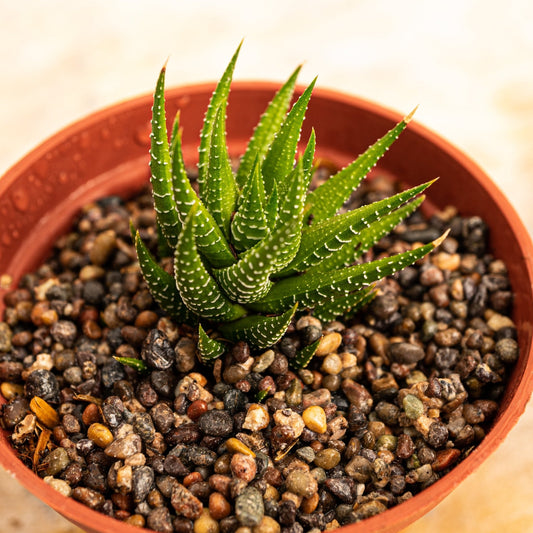 Haworthia attenuata Tipo 3 - cactusandes