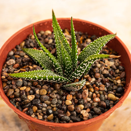 Haworthia attenuata Tipo 5 - cactusandes