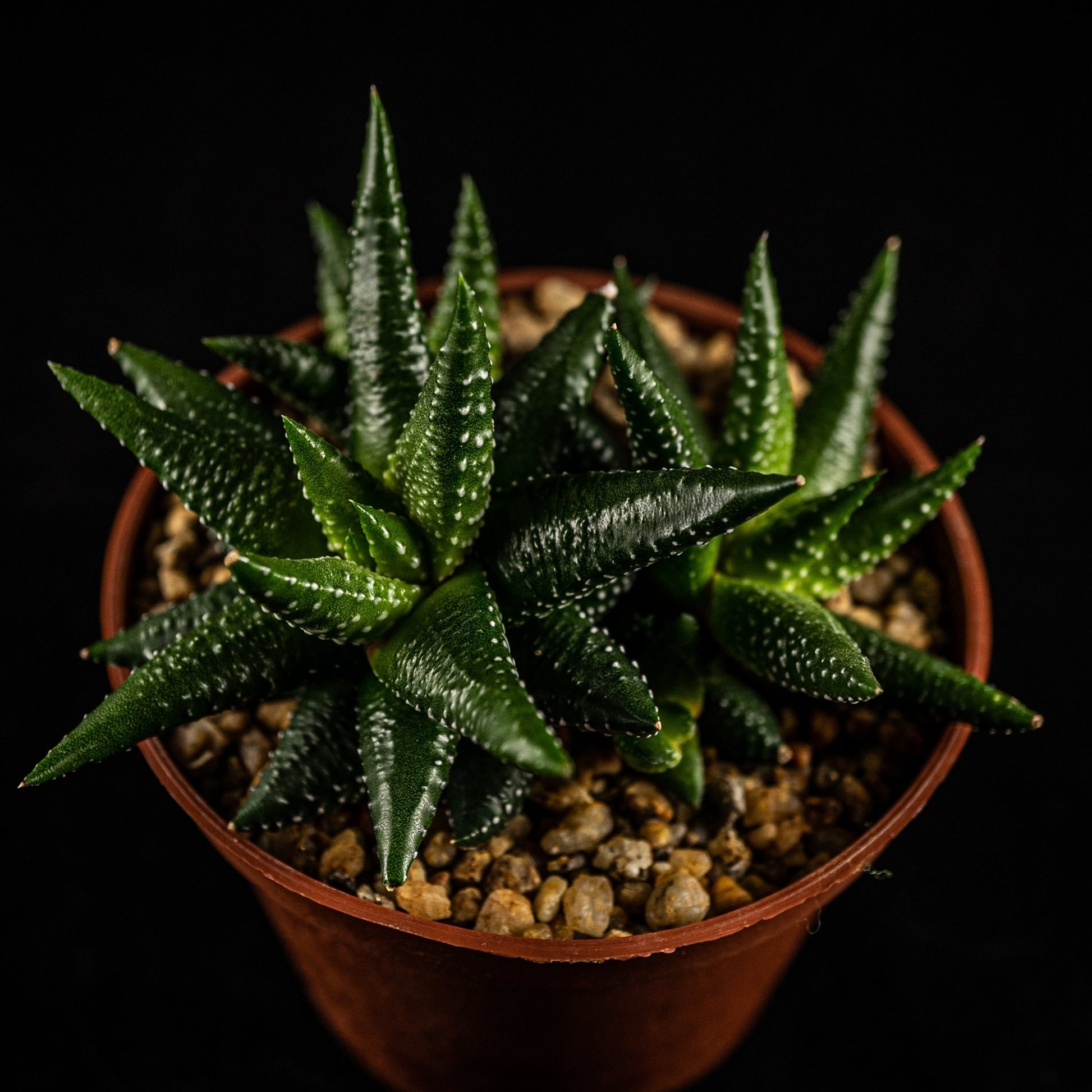 Haworthia attenuata Tipo 6 - cactusandes