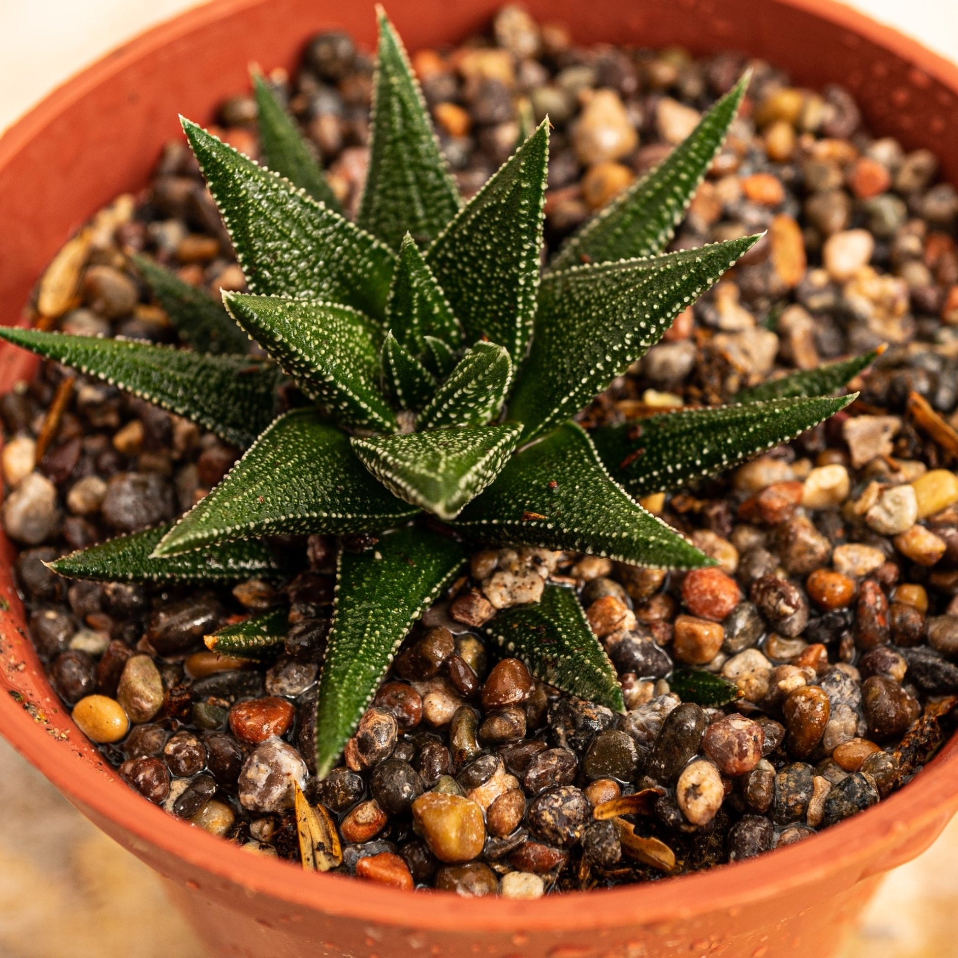 Haworthia attenuata v. radula - cactusandes