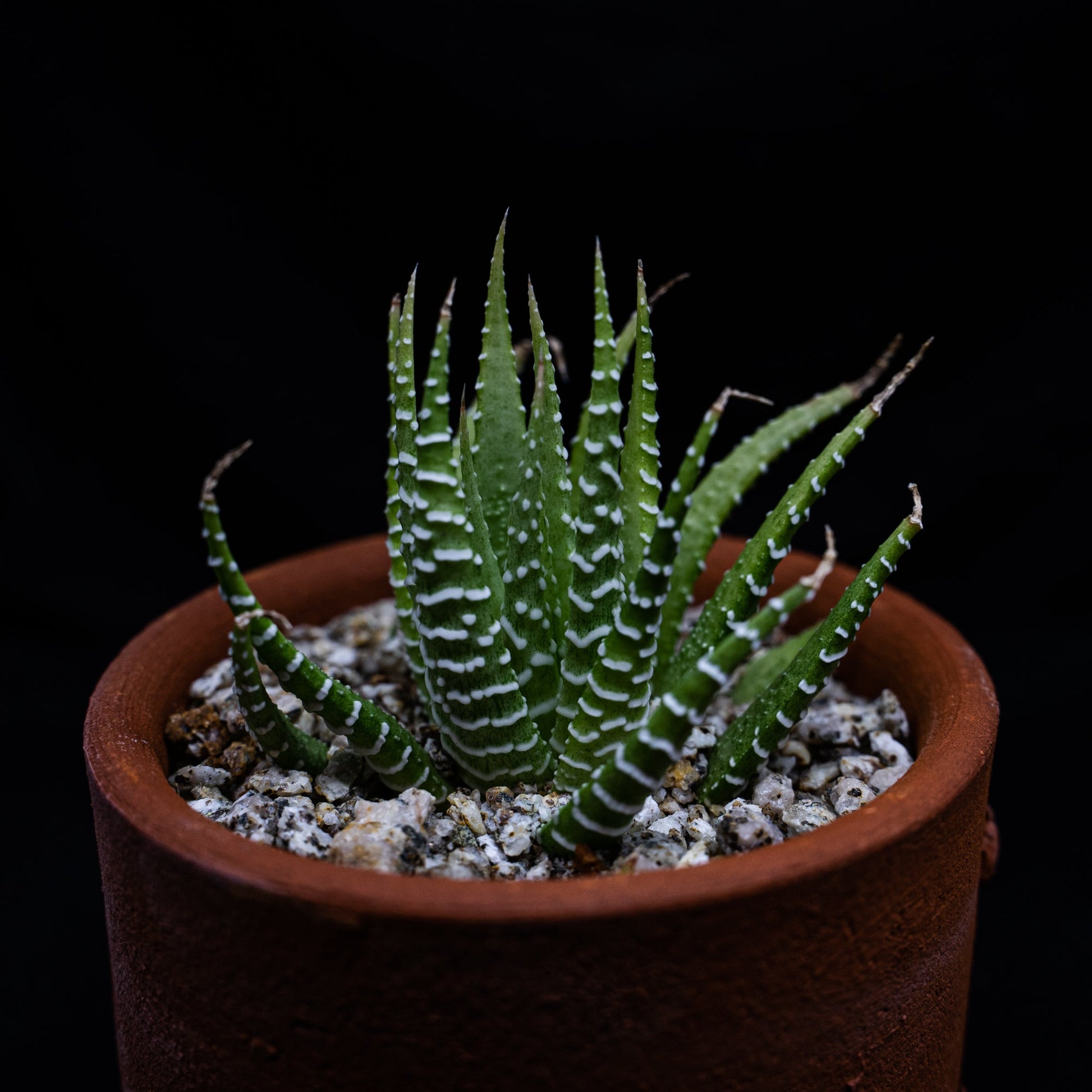 Haworthia attenuata variegata - cactusandes