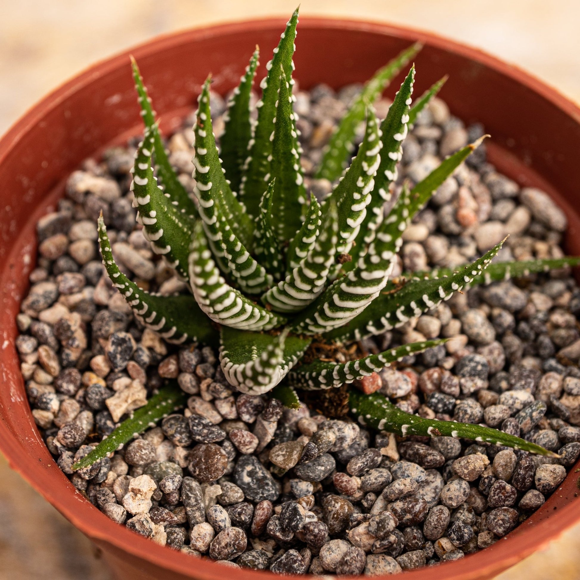 Haworthia attenuata zebra - cactusandes