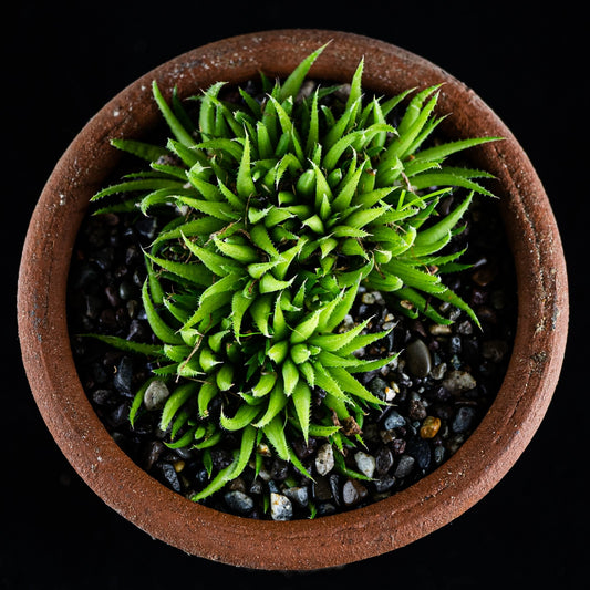 Haworthia chloracantha var. denticulifera - cactusandes