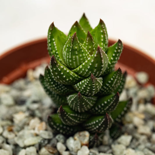 Haworthia coarctata - cactusandes