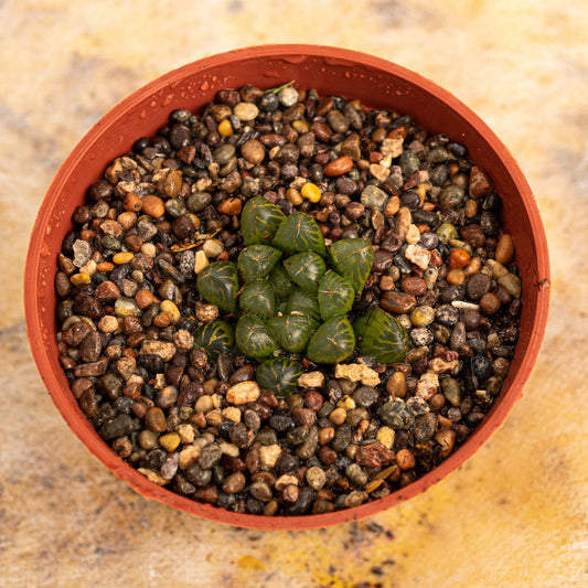 Haworthia cooperi - cactusandes