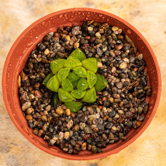 Haworthia cymbiformis - cactusandes