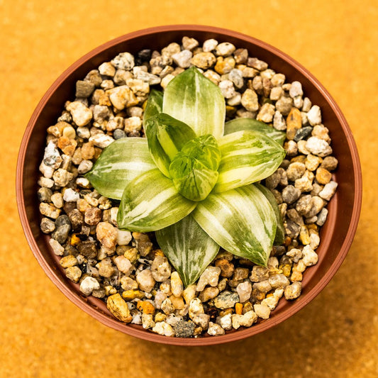 Haworthia cymbiformis variegata - cactusandes