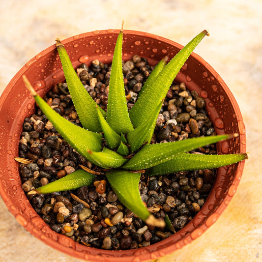 Haworthia glabrata - cactusandes