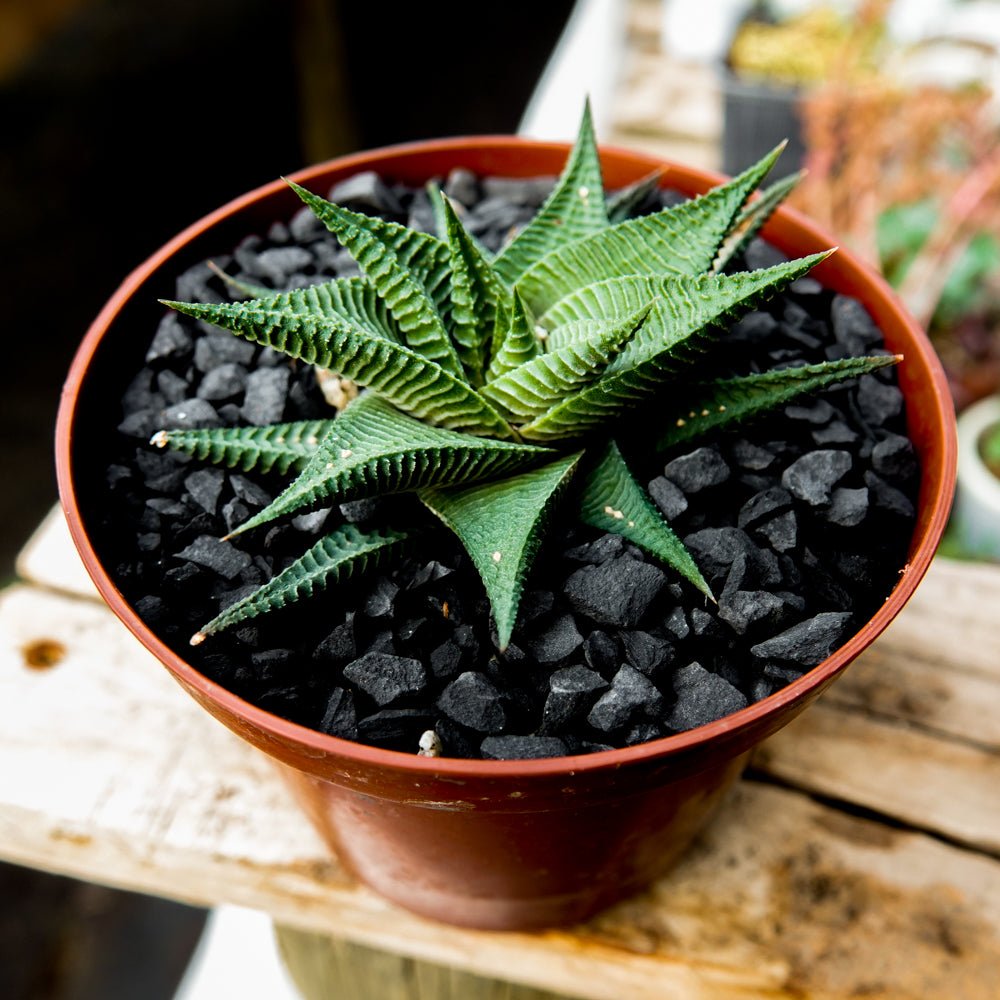 Haworthia limifolia - cactusandes