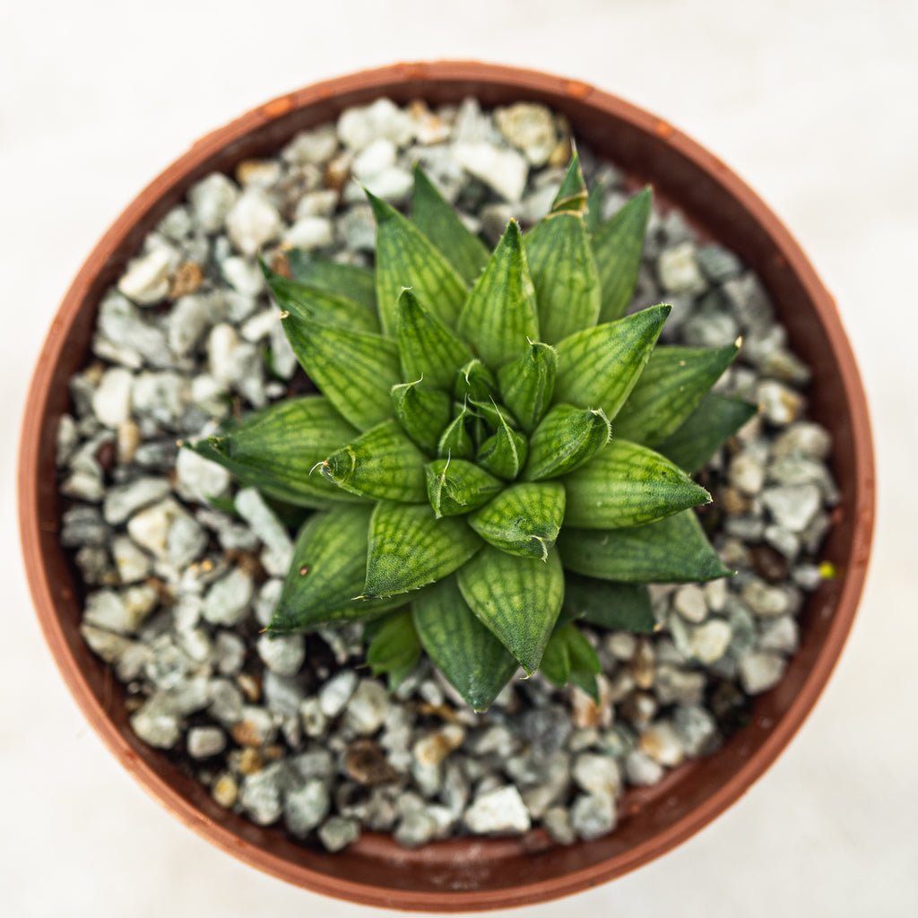 Haworthia marumiana var. batesiana - cactusandes