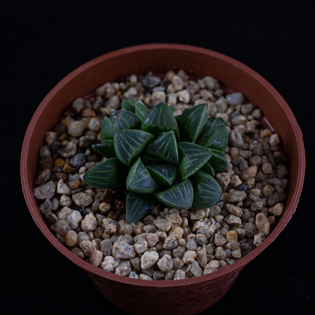 Haworthia mutica - cactusandes