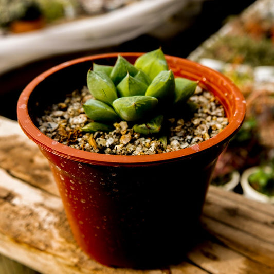 Haworthia obtusa - cactusandes