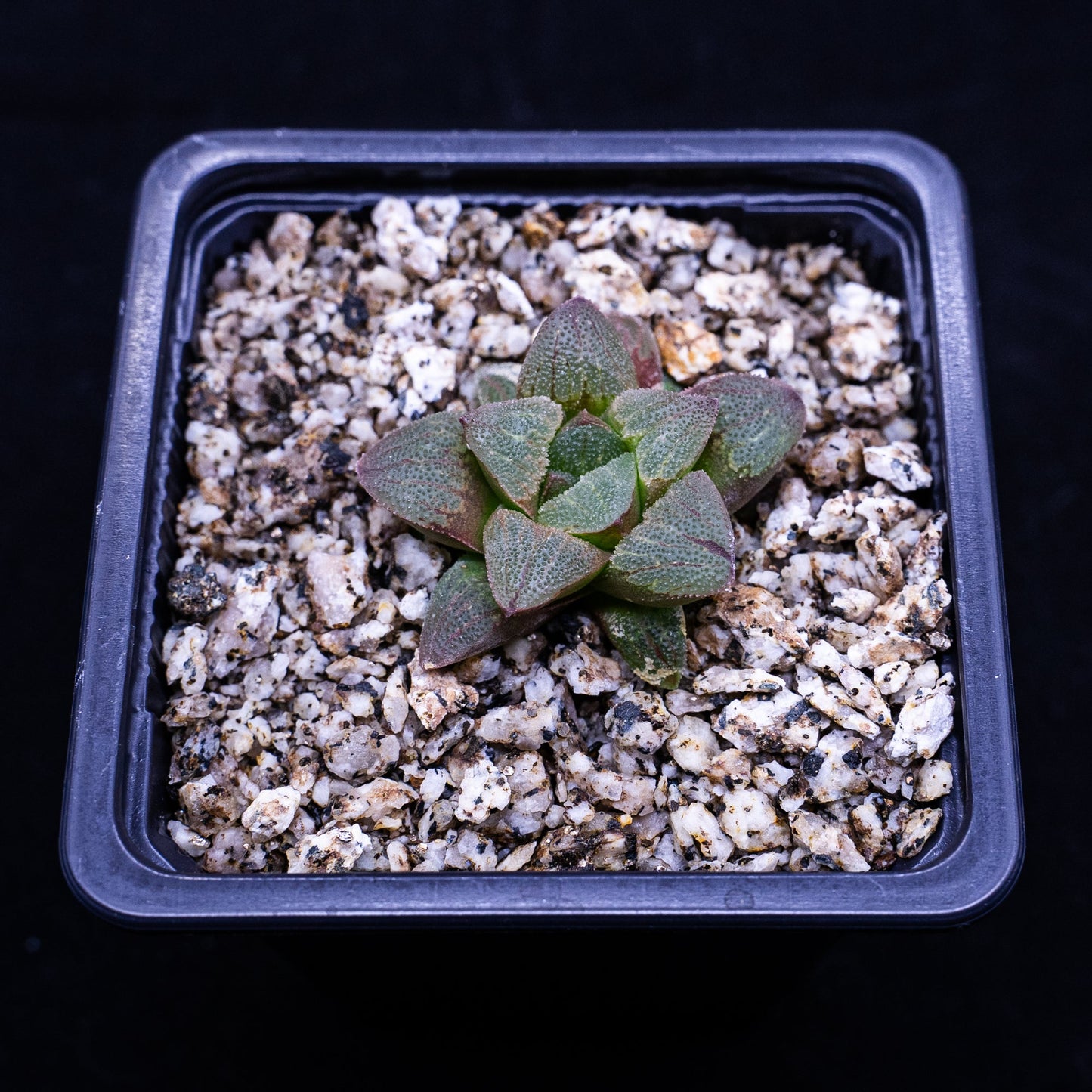 Haworthia pygmaea - cactusandes