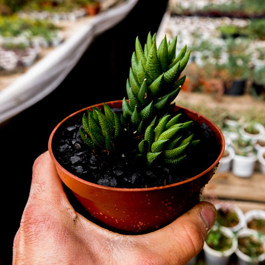 Haworthia reinwardtii - cactusandes