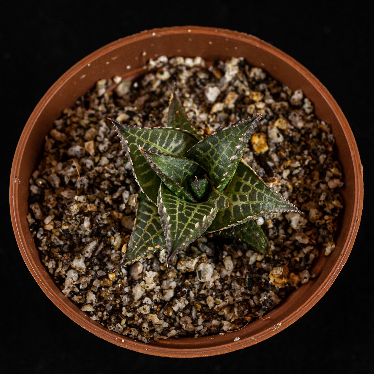 Haworthia venosa subsp. tessellata - cactusandes