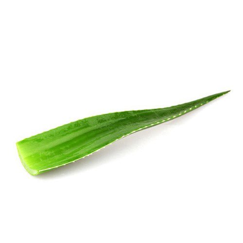 Hoja de Aloe Vera - cactusandes