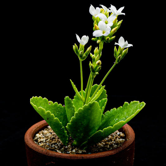 Kalanchoe blossfeldiana flor blanca - cactusandes