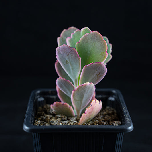 Kalanchoe fedtschenkoi variegata - cactusandes