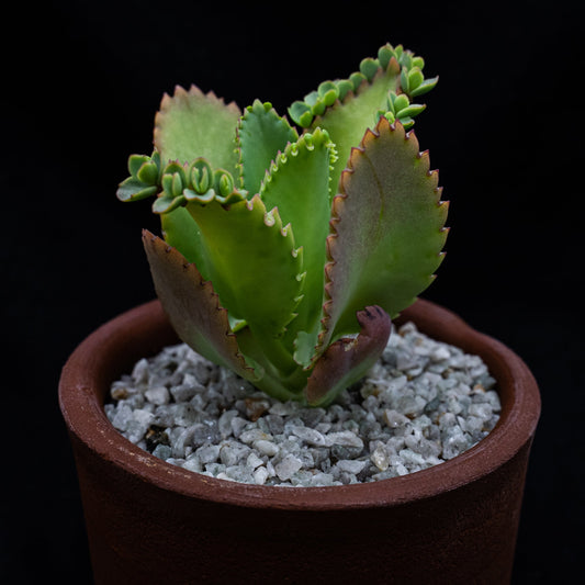 Kalanchoe laetivirens - cactusandes