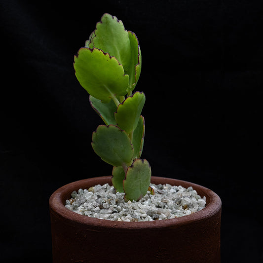 Kalanchoe laxiflora - cactusandes