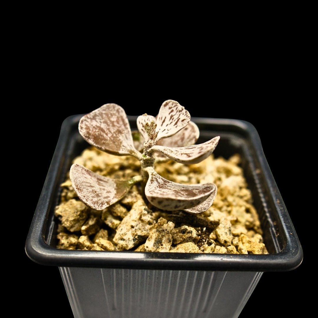 Kalanchoe rhombopilosa - cactusandes