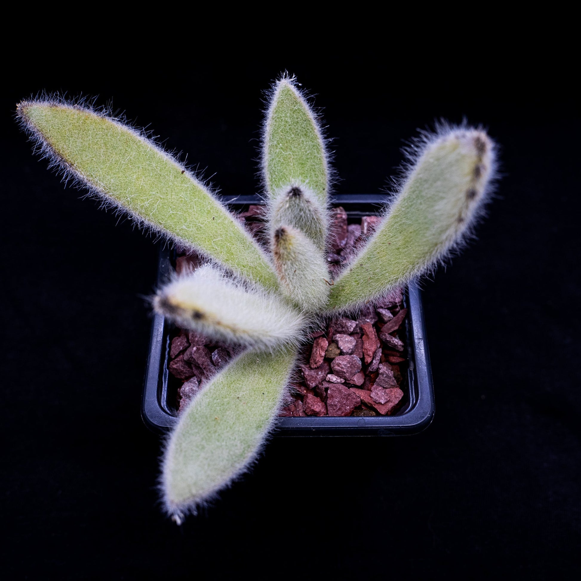 Kalanchoe tomentosa "Super Fuzzy" - cactusandes