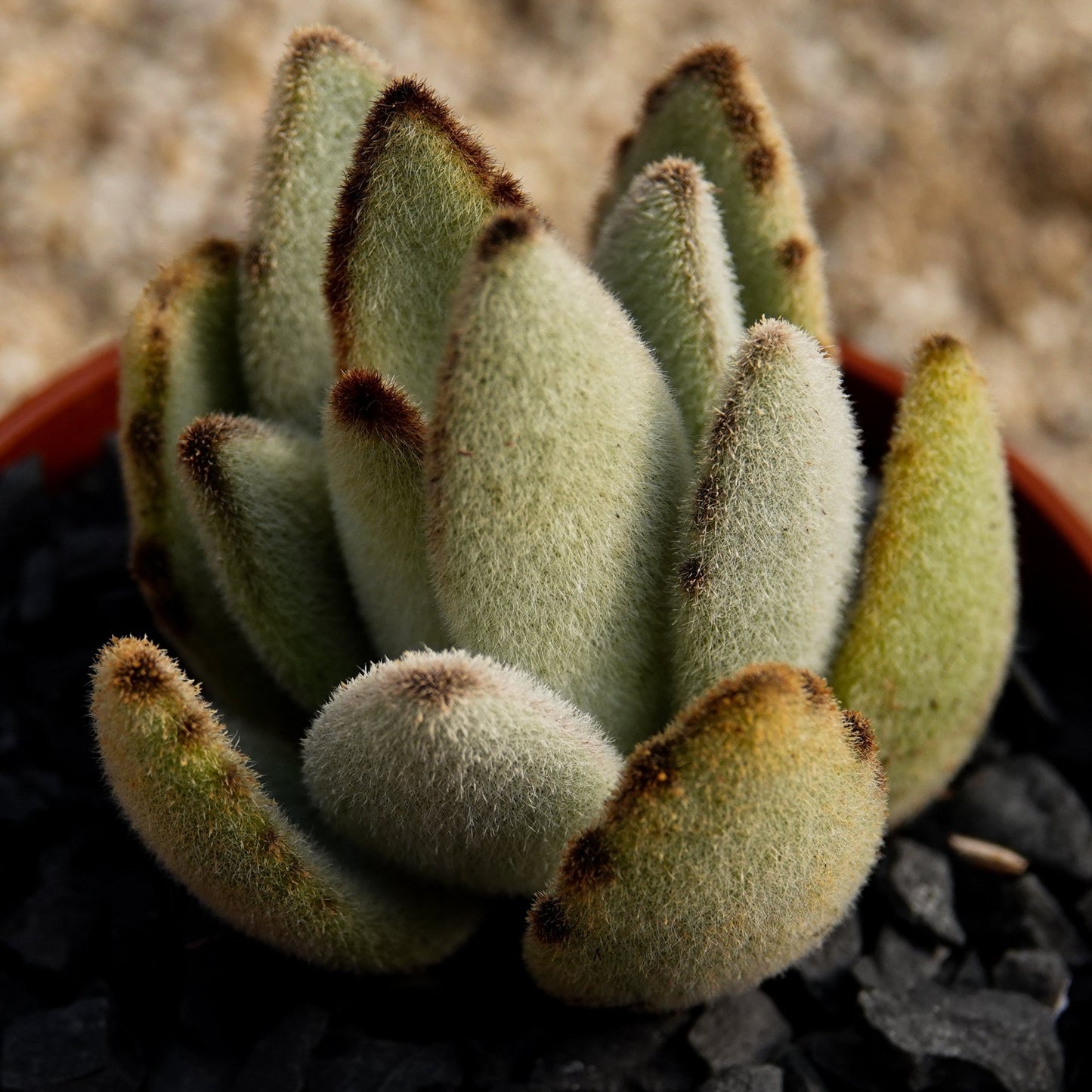 Kalanchoe tormentosa - cactusandes