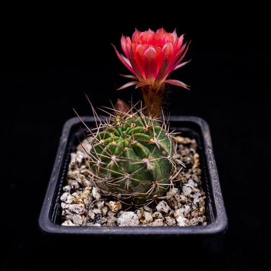 Lobivia sp. - cactusandes