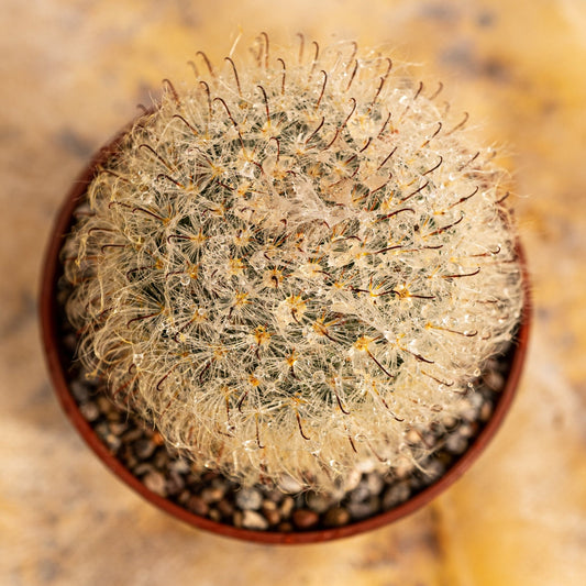 Mammillaria bocasana - cactusandes