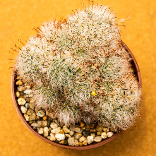 Mammillaria bocasana prolifera - cactusandes