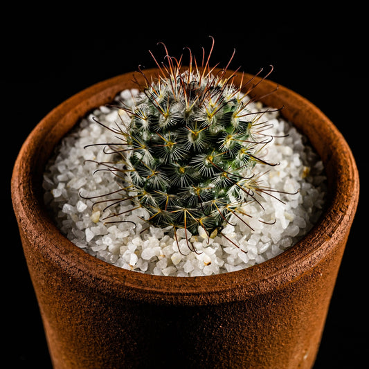 Mammillaria bombycina - cactusandes