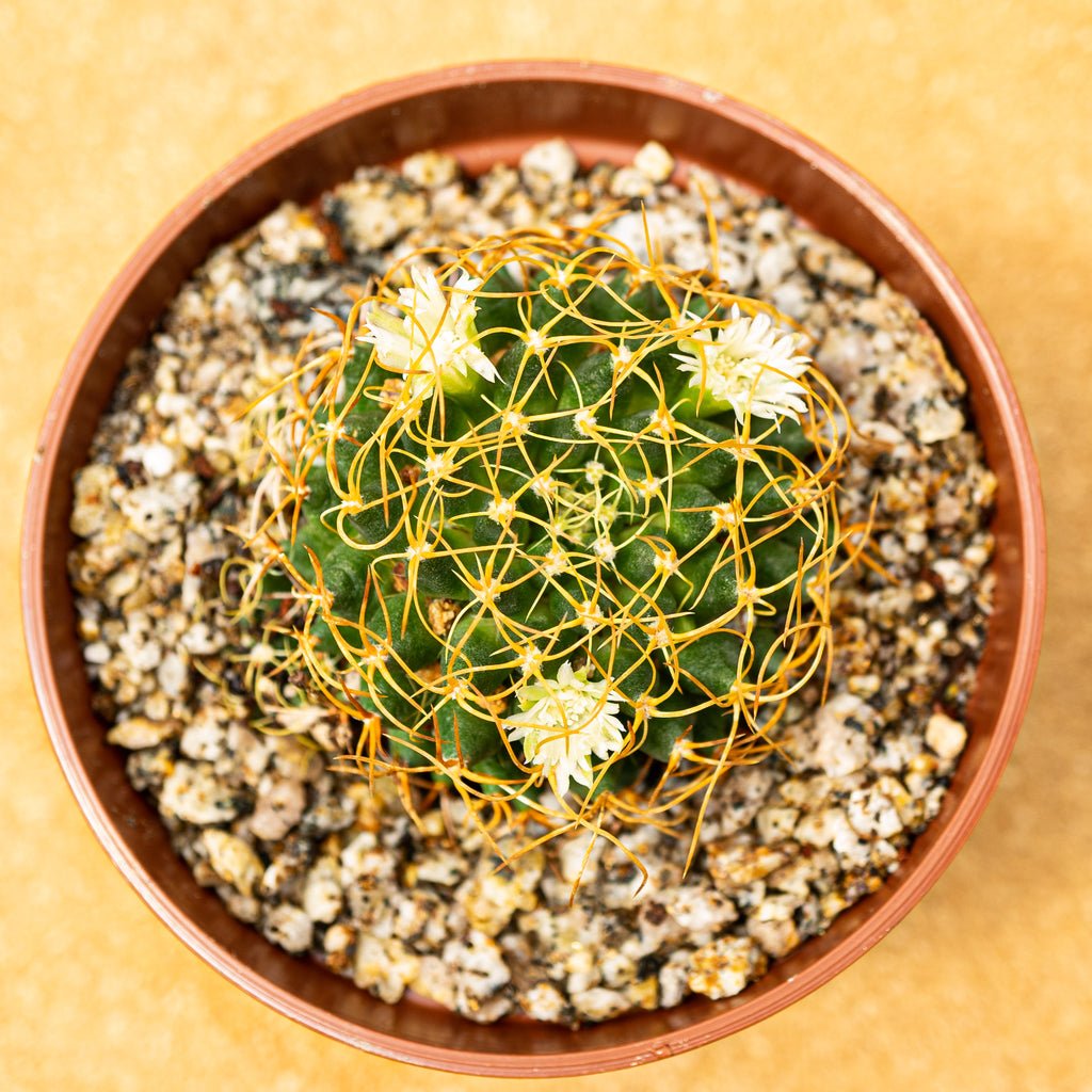 Mammillaria camptotricha cv. marnier - lapostollei - cactusandes