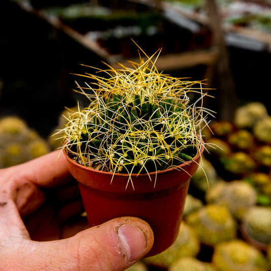 Mammillaria camptotricha Tipo 2 - cactusandes