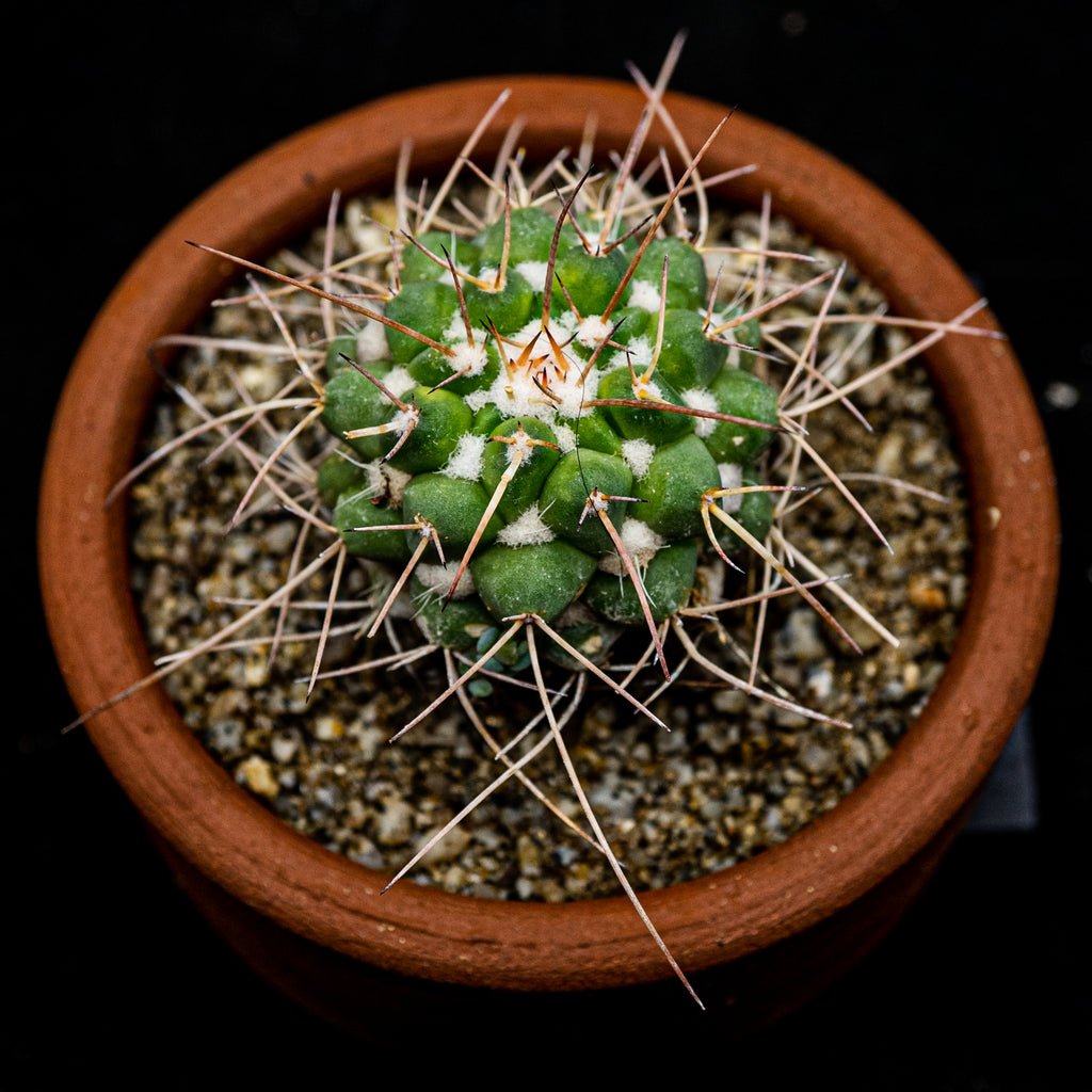 Mammillaria compressa - cactusandes