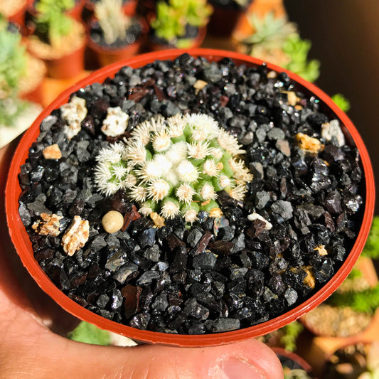 Mammillaria vetula sp. gracilis "Arizona Snowcap" - cactusandes