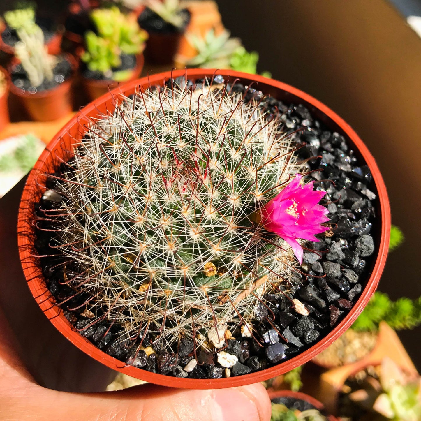 Mammillaria zeilmanniana - cactusandes