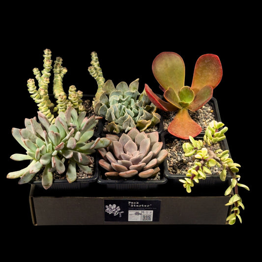 Mix 6 Suculentas - cactusandes